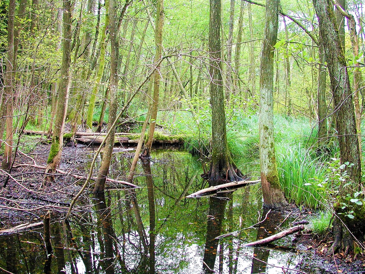 Pro Natura Aargau freut sich: "Grosser Rat packt Klimawandel an - Wald geht voran"