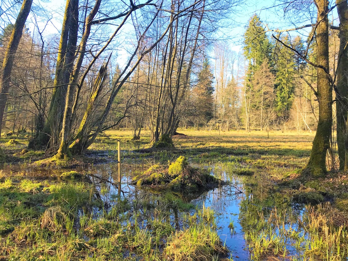 Bericht des Kantons besagt: grosse Waldbrände bleiben im Aargau unwahrscheinlich