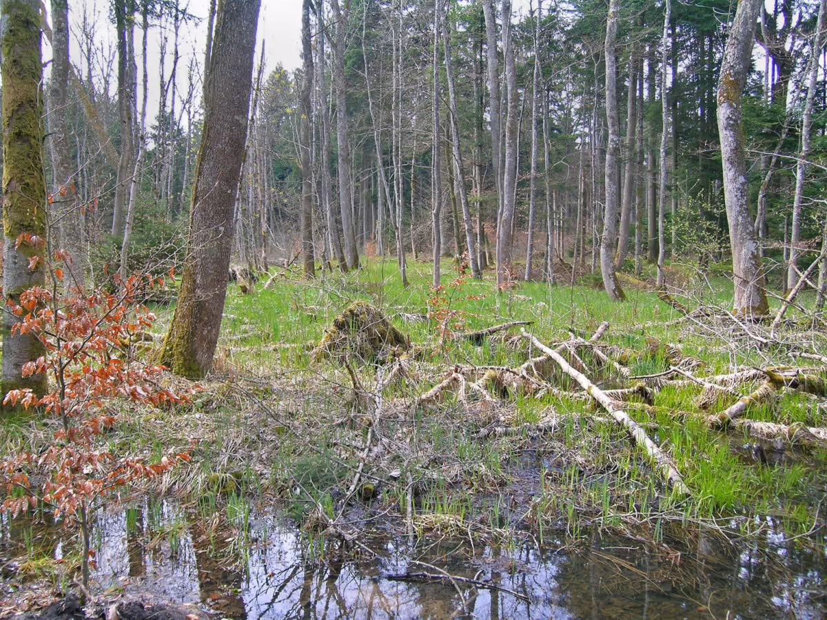 Modellierung zeigt Potenzial entwässerter Gebiete für die Wiedervernässung im Wald - auf der Basis von Freiwilligkeit