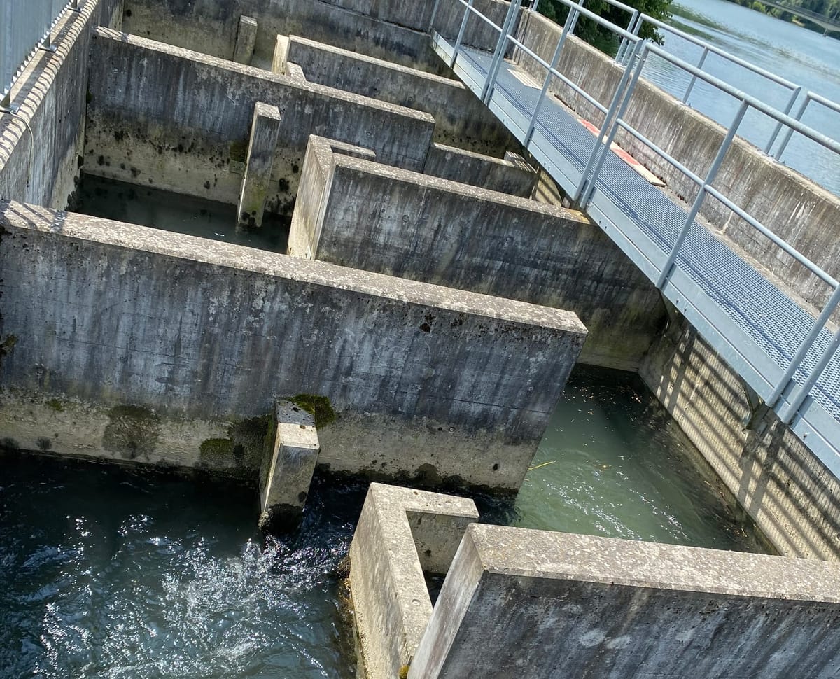 Wie ist die PFAS-Belastung von wildlebenden Fischen in Aargauer Gewässern?