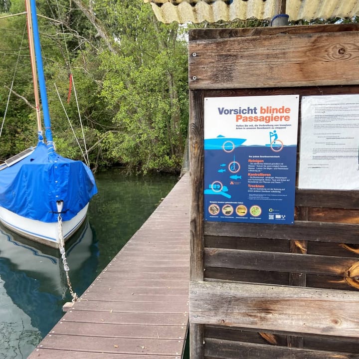 Aargau will weiteres Vordringen von Schwarzmeergrundel und Quaggamuschel verhindern