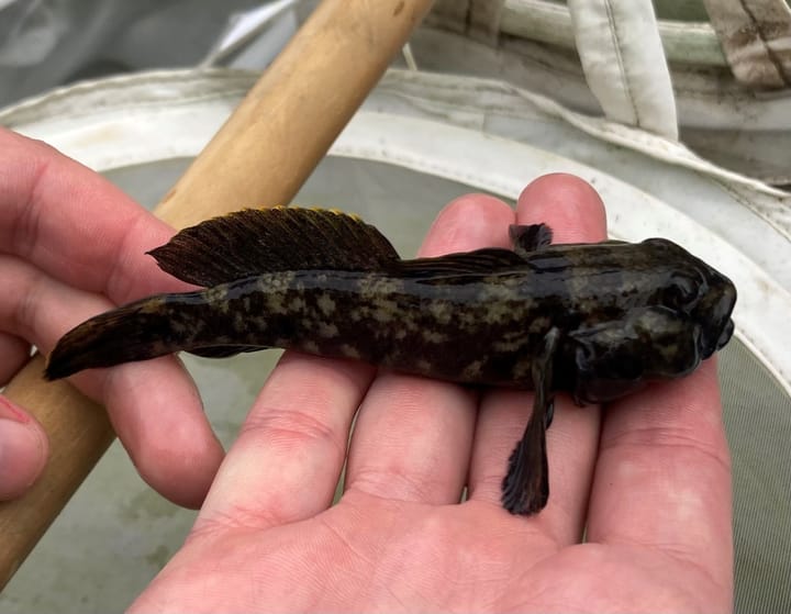 Kanton Aargau versucht, die invasive Schwarzmeergrundel in Klingnau zu stoppen